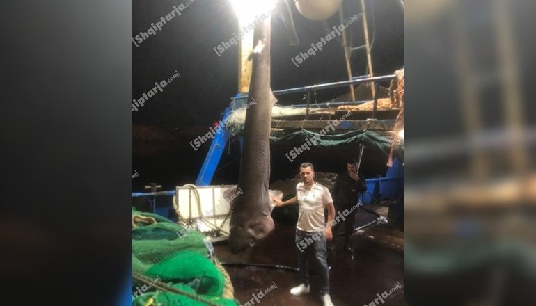 KAPET PESHKAQENI 450 KG NË DURRËS/ I njohur si një grabitqar shumë i rrezikshëm që mund të…