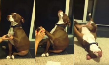 DO QESHNI ME LOT/ Qeni nuk dëshiron t’i presin thonjtë, “i bie të fikët” (VIDEO)