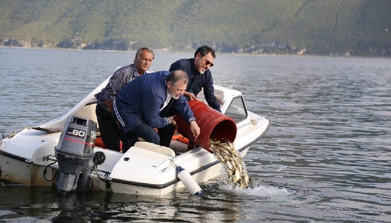 PASURIMI I LIQENEVE ME PESHK/ Çuçi: Në Prespë do të hedhim 300 mijë rasate të krapit