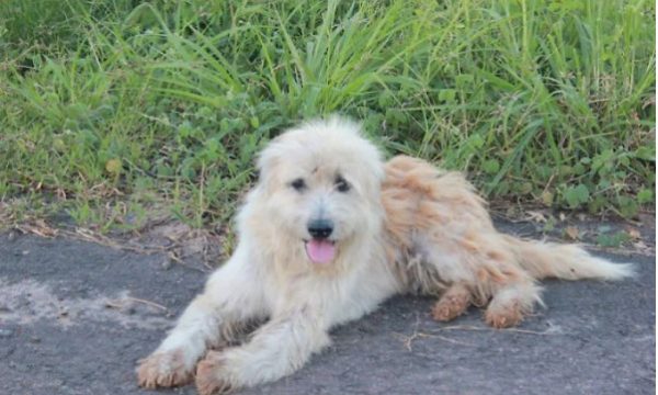 SI NË FILMIN “HACHIKO”/ Qeni pret për 4 vjet pronarin derisa…