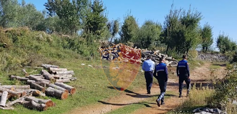 OPERACIONI “ALPET”/ Sekuestrohen 8 kamionë me lëndë drusore në Shkodër, gjoba inspektorëve të mjedisit