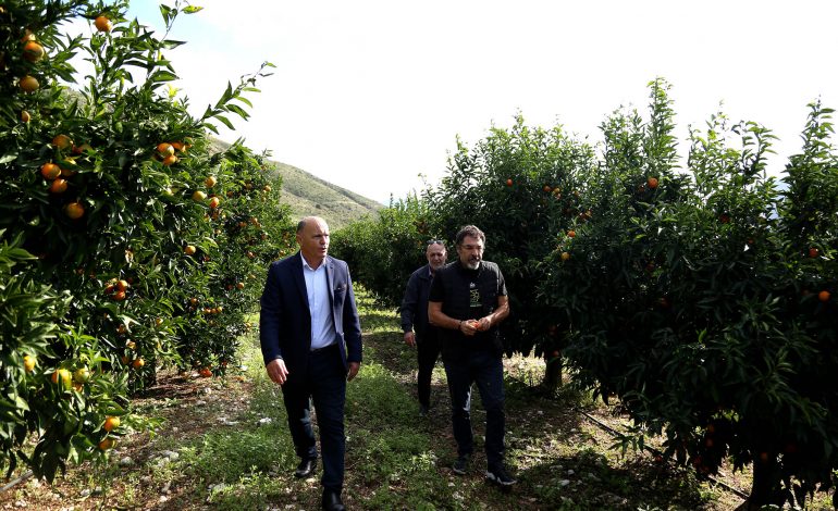 FESTA E MANDERINËS NË KONISPOL/ Çuçi jep lajmin për investimin në kanali vaditës të Janjarit (FOTO)