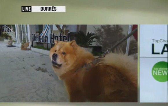 “KIKO” QENI QË I SHPËTOI JETËN/ Nuk i la që të flinin natën e tërmetit duke u tërhequr batanijen