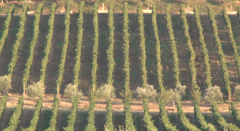 “TOSKANË” E VOGËL NË ZEMËR TË ARAPAJ/ Destinacioni më i ri agroturistik