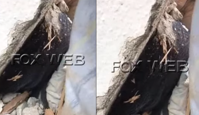 PAMJE RRËNQETHËSE/ I duken flokët dhe gishtat, një grua ende nën rrënoja në Thumanë (VIDEO)