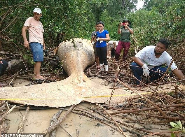 ÇUDIA/ Balena gjendet e ngordhur në xhunglën e Amazonës, askush nuk e di si përfundoi aty