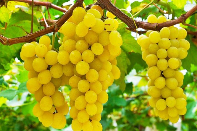 S’NA KISHTE SHKUAR MENDJA/ Ja cilat janë pesë ushqimet e mbrëmjes që ndihmojnë të humbisni peshë