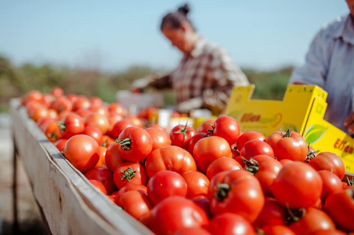 BUXHETI 2020/ Rritet nga 18 në 40, numri i certifikatave të unifikuara për eksport