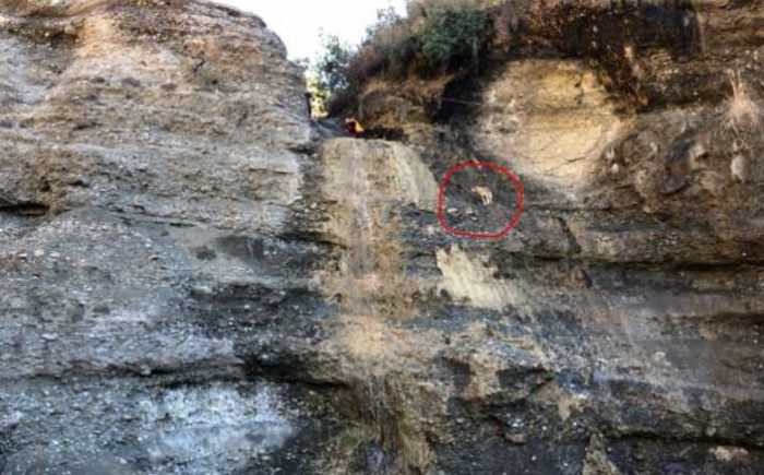 HISTORI PREKËSE NË GRAMSH/ Vajza me aftësi të kufizuar shpëton qenin e bllokuar në një shkëmb prej ditësh