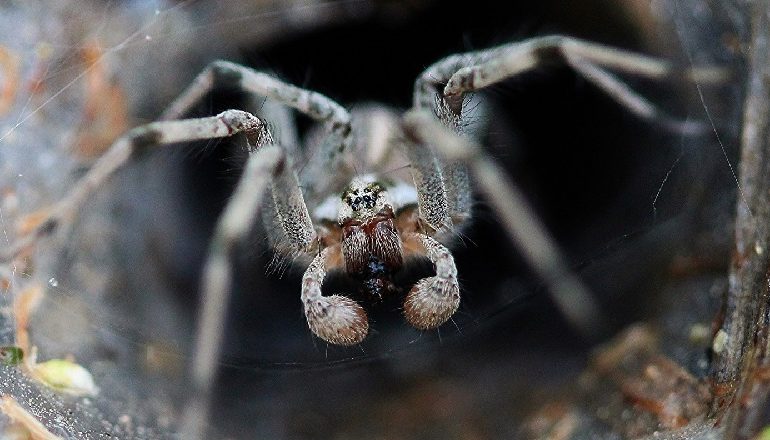 PAS ZJARRIT DHE PËRMBYTJEVE/ Tashmë australianët duhet t’ju ruhen edhe merimangave vdekjeprurëse (FOTO)
