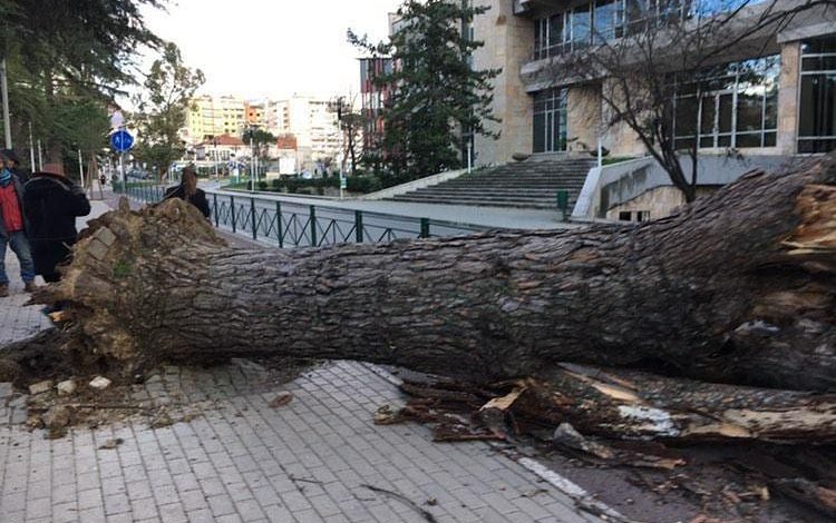 ERA E FORTË/ Çfarë po ndodh në rrugët e Tiranës. Pas rrëzimit të pemës, dëmtohet edhe një… (DETAJET)