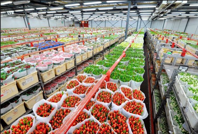 FERMERËT SHQIPTARË NË PANAIRIN E SELANIKUT/ Mundësi të reja eksporti të fruta-perimeve