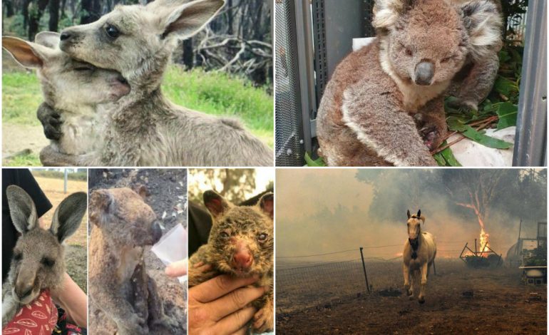 SITUATATË E PAZAKONTË/ Zjarret gjunjëzojnë Australinë, pamje të trishta të kafshëve (FOTO)