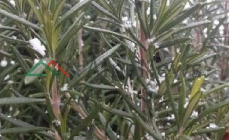 ULJA E TEMPERATURAVE/ Nisin reshjet e para të DËBORËS në Pogradec