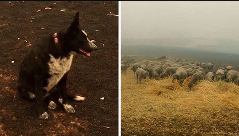 AUSTRALI/ Momenti kur qeni i policisë kufitare shpëton tufën e deleve nga zjarri (FOTO)