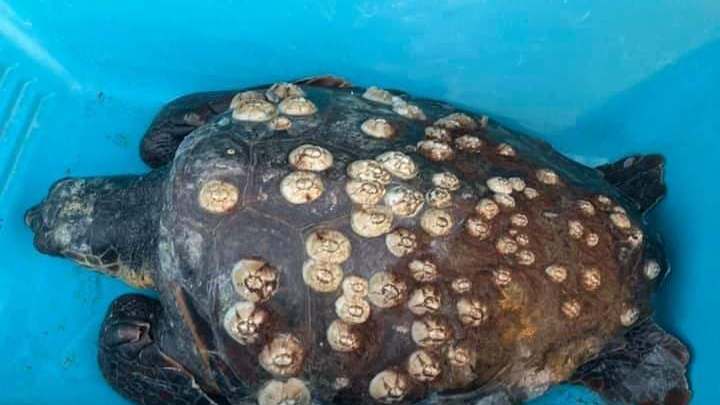 ËSHTË RASTI 5 NË GJITHË HISTORINË/ Breshka fluturuese dhe peshkaqeni i rrallë bien në rrjetat e peshkatarëve në Vlorë
