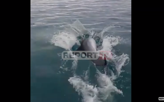 DELFINI DHURON SPEKTAKËL NË ISHULLIN E SAZANIT/ Shoqëron peshkatarët dhe bën “gara” me varkën (VIDEO)