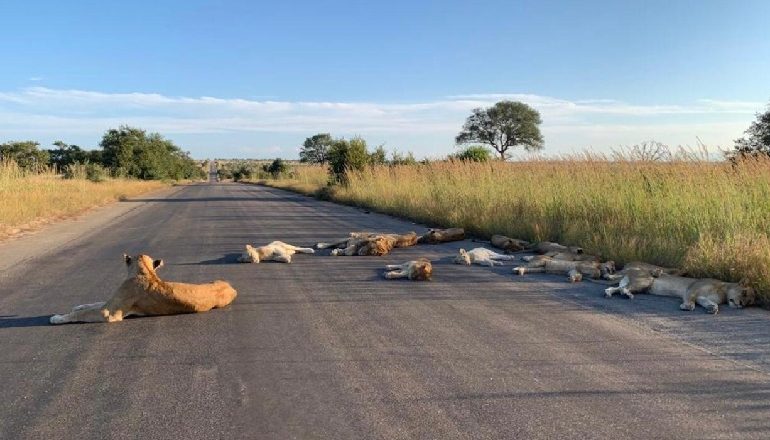 AFRIKA E JUGUT NË KARANTINË/ Rrugët bosh, luanët shtrihen e pushojnë në asfalt (FOTO)