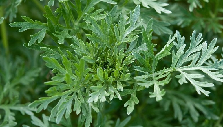 COVID-19/ Madagaskari prezantoi ilaçin kundër koronavirusit. “Covid Organics” bazohet te bima shëruese Artemisia (FOTO)