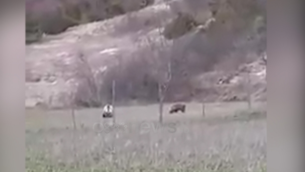 NJERZIT NË KARANTINË/ Arinjtë zbresin nga mali dhe i afrohen fshatit në Pogradec (VIDEO)