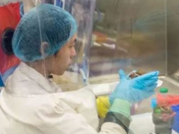 ZBULOHET LABORATORI I TMERRIT NË WUHAN/ Shkencëtarët injektojnë viruse në trurin e minjve të gjallë dhe…