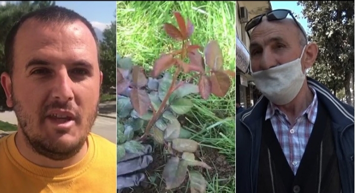 LEZHA, TROPOJA DHE RROGOZHINA SHËROGEN NGA COVID/ Qytetarët fillojnë mbledhjen e trëndafilave (VIDEO)