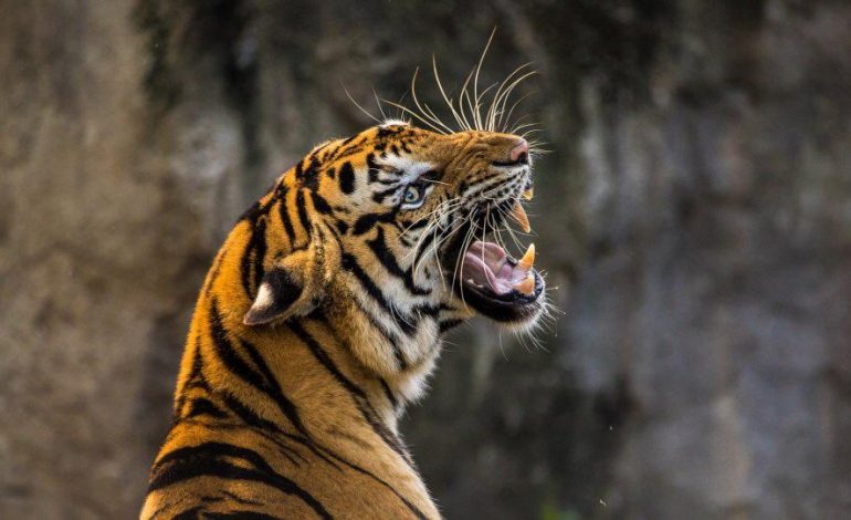 KORONAVIRUSI NË SHBA/ Tigri del pozitiv me COVID-19 në kopshtin zoologjik në Nju Jork, ja si u infektua