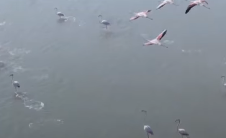 “FLAMINGOT ROZË DYNDEN NË VEND, ZOGJTË PO SHTRIJNË KRAHËT”/ Rama nxjerr pamjet: Çfarë mrekullish ka Shqipëria! (VIDEO)