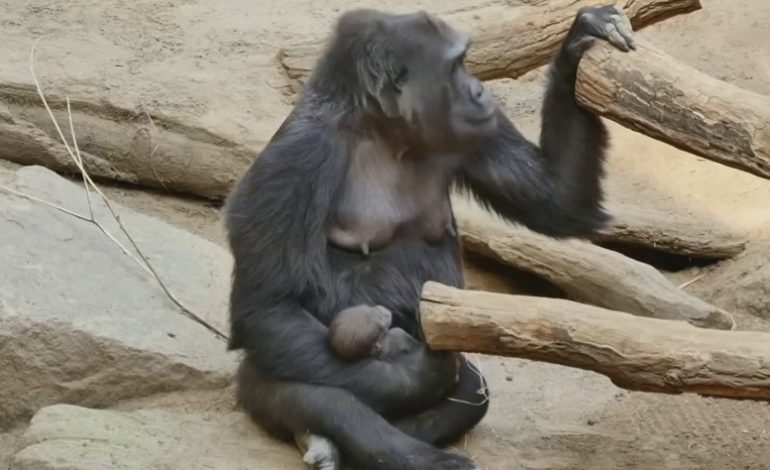 MAJMUNËT DHE KORONAVIRUSI/ Kopshti zoologjik në Gjermani merr masa për mbrojtjen e kafshëve