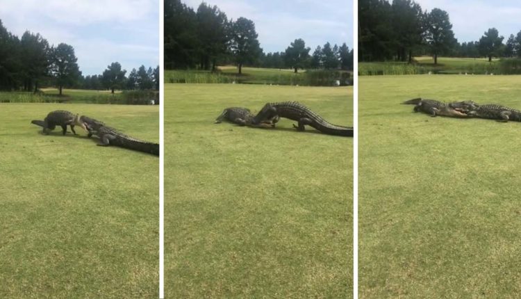 "KOKË MË KOKË"/ Dyluftim i fortë në fushën e golfit mes dy aligatorëve (VIDEO)