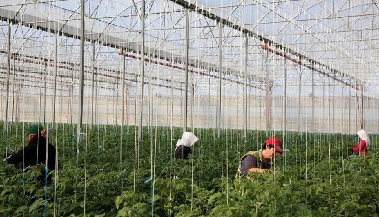 HAPEN APLIKIMET PËR SKEMËN KOMBËTARE/ Rama: Bujqësia po ndryshon falë rritjes së aftësisë thithëse të fondeve të BE