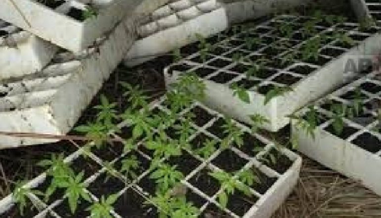 AKSION BLIC NË TEPELENË/ Sekuestrohen 370 fidanë droge gati për t’u mbjellë, 2 të arrestuar (EMRAT)