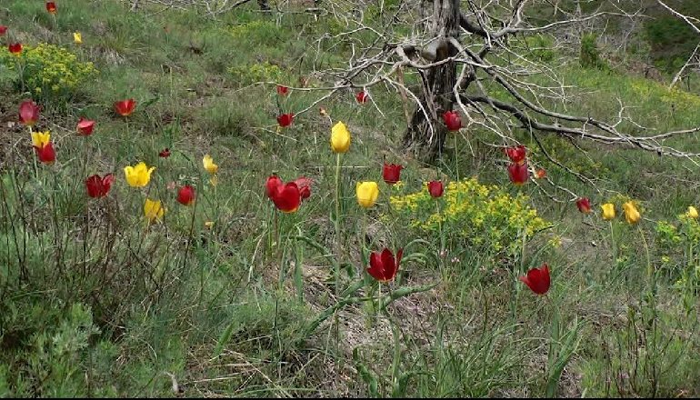 TULIPANI SHQIPTAR MERR STATUS TË VEÇANTË MBROJTJE/ Bashkia Kukës: Bima unikale do të rrisë edhe turizmin