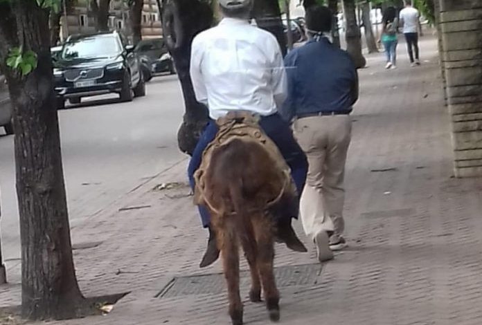 FOTOLAJM/ Një qytetar bën xhiro me gomar në Bllok