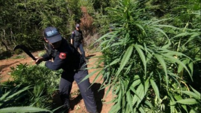 SHKËMBENIN ARMË ME KANABIS/ Kush ishte koka e grupit kriminal në Kukës…punonjësi i policisë i kishte dalë garant për drogën e mbjellë