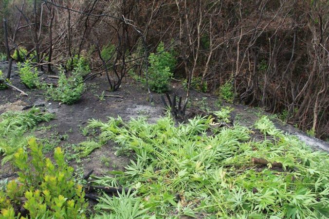 TOKA E BËRË GATI PËR MBJELLJEN E KANABISIT/ Arrestohen dy 2 inspektorë të pyjeve në Ishëm, procedohet kryeplaku i fshatit