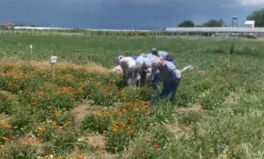 FURNIZON ME BIMË AROMATIKE DHE MJEKËSORE KOMPANITË EUROPIANE/ Rama publikon VIDEON e fierakut , thirrje për aplikim fermerëve shqiptar