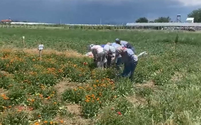 FURNIZON ME BIMË AROMATIKE DHE MJEKËSORE KOMPANITË EUROPIANE/ Rama publikon VIDEON e fierakut , thirrje për aplikim fermerëve shqiptar