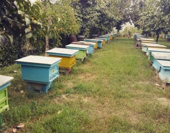 ALARMI NGA MBARË BOTA/ Bletët po ngordhin nga një virus i ngjashëm me koronavirusin