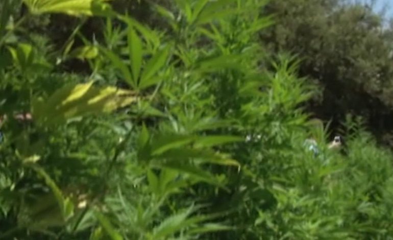 LUFTA NDAJ HASHASHIT/ Task-Forca Vlorë ndan detyrat dhe bën planin e kontrollit (VIDEO)