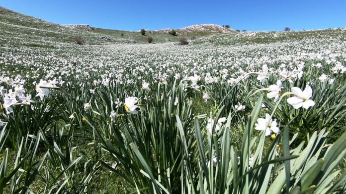 “LULJA E TË BUKURËS” SË MATIT/ Rruga e Arbrit, shpresë për zhvillimin e turizmit në Xibër