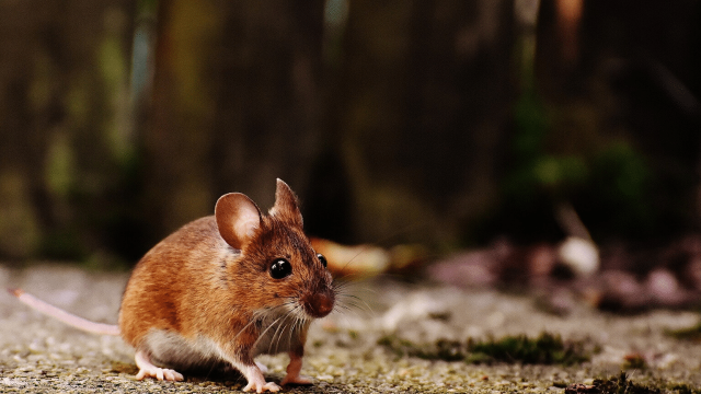 HEPATITI E/ Ndërsa bota po lufton kundër Covid-19, Kina preket nga një tjetër virus