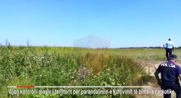 VIJON KONTROLLI MASIV I TERRITORIT/ Kishin mbjellë bimë kanabisi në pyll, arrestohen tre persona në Mallakastër