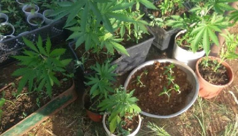 SEKUESTROHEN 300 RRËNJË KANABIS NË NJË ZONË TË PYLLËZUAR/ Arrestohen dy persona në Durrës, dy të tjerë në kërkim
