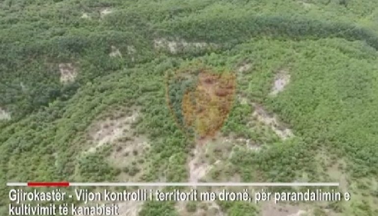 BILNCI NË 3 MUAJ/ Sekuestrohen vetëm 300 rrënjë kanabis në Gjirokastër, në pranga 10 persona (VIDEO)