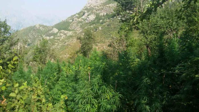KULTIVUAN KANABIS NË PARKUN “PRIVAT” TË DELVINËS/ Arrestohet një nga autorët, në kërkim tjetri
