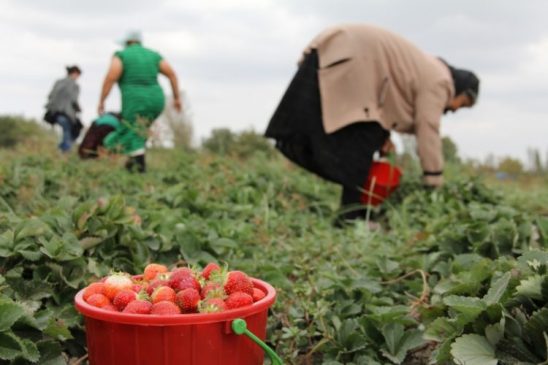 PËRFUNDON AFATI/ Karçanaj zbulon sa fermerë kanë aplikuar online për subvencione: Shifra rekord