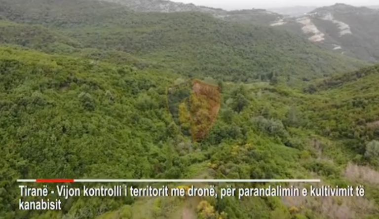 KONTROLLE ME DRON PËR KANABIS NË TIRANË/ Evidentohen disa tentative kultivimi përreth liqenit të Bovillës (VIDEO)