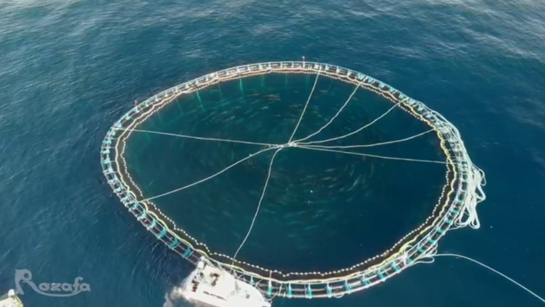 PAMJET/ “Rozafa Fish” nxjerr në krye Shqipërinë, zë e para tonin në Mesdhe, lë pas flotat franceze, italiane dhe spanjolle