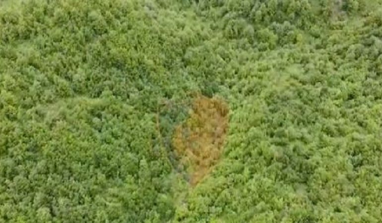 DRONË DHE MBI 60 POLICË/ Kukës, Has, e Tropojë- monitorim për parandalimin e kultivimit të kanabisit